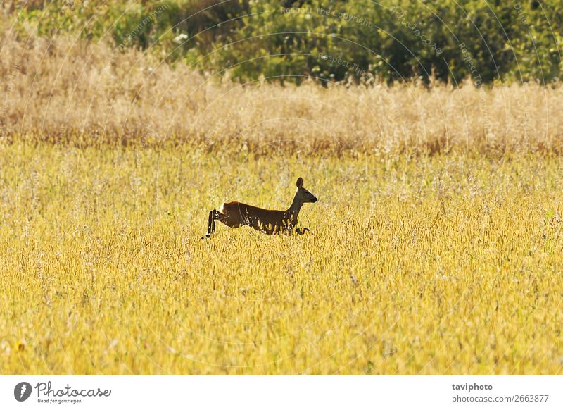roe deer jumping in wheat field Beautiful Playing Hunting Summer Woman Adults Nature Landscape Animal Grass Meadow Jump Natural Cute Speed Wild Brown Green