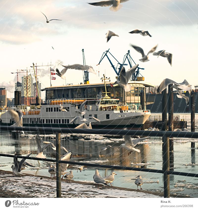 the most beautiful city in the world City trip Winter Ice Frost River Hamburg Port City Harbour Navigation Passenger ship Bird seagulls Flock Flying Bright