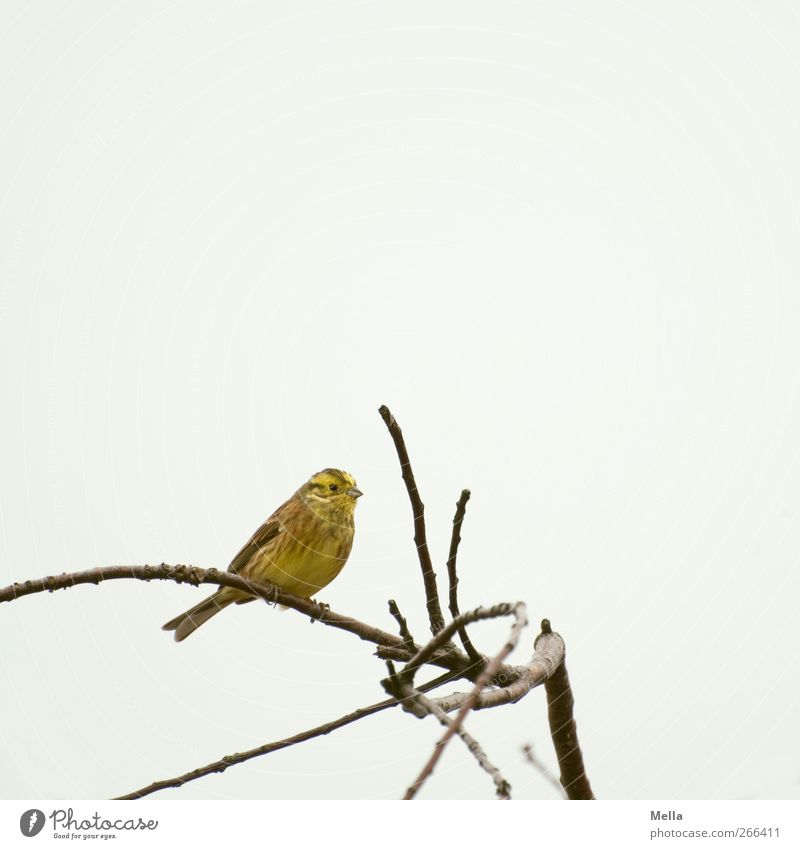 Good Morning, Friday Environment Nature Animal Sky Plant Tree Branch Bird Yellowhammer 1 Crouch Looking Sit Free Bright Small Natural Cute Gray Freedom