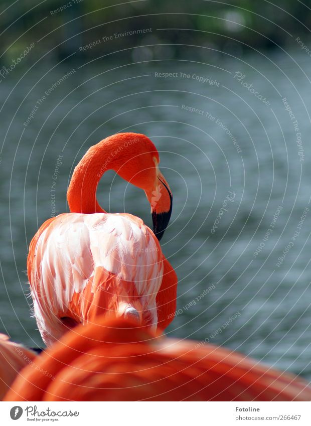 flamingis Environment Nature Animal Elements Water Coast Wild animal Bird Flamingo Wing Bright Natural Pink Orange Beak Feather Colour photo Multicoloured