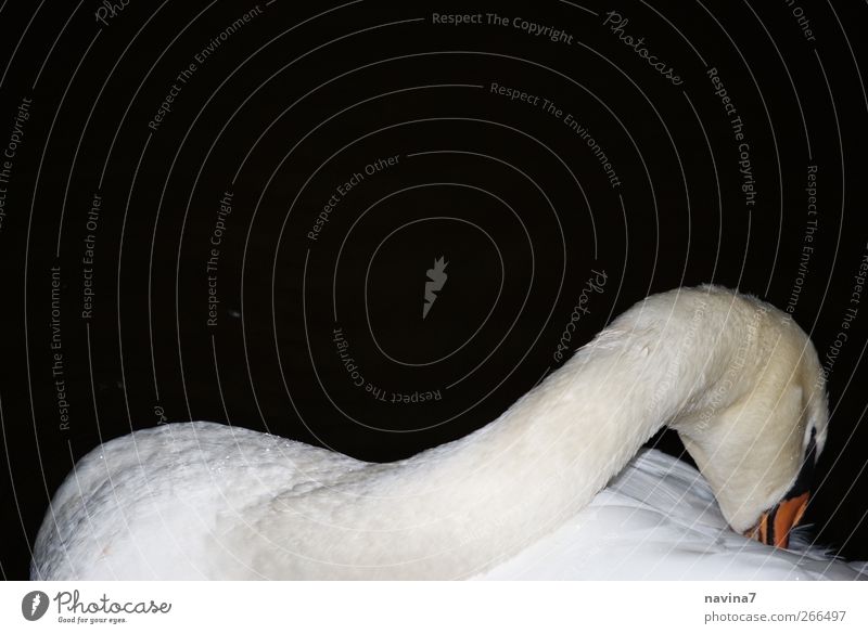 Swan and beautiful Animal Wild animal 1 Black White Love Loyalty Calm Elegant Sleep Unobserved Colour photo Exterior shot Deserted Copy Space top Night
