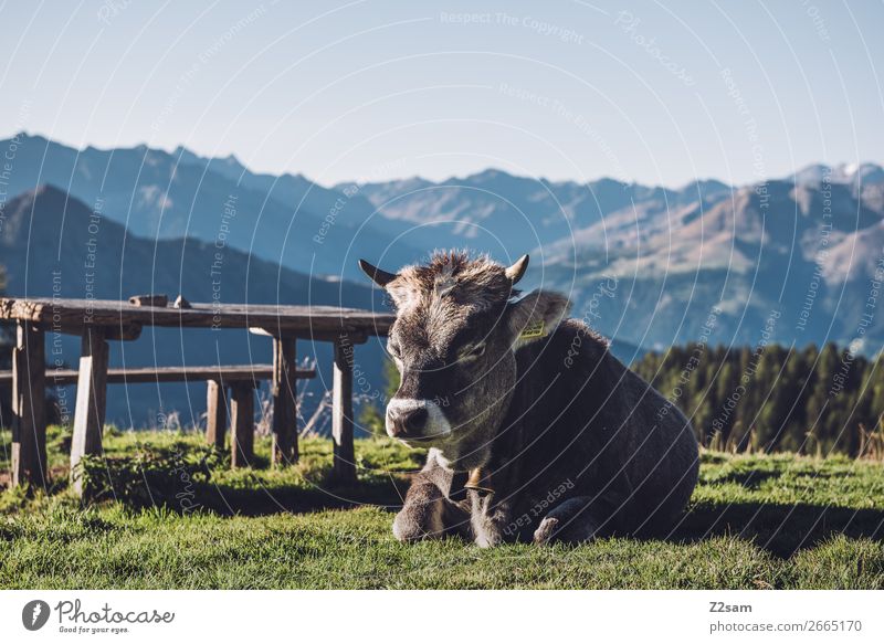 South Tyrolean cow Hiking Climbing Mountaineering Nature Landscape Summer Beautiful weather Grass Alps Farm animal Cow Relaxation Lie Sleep Natural Blue Green