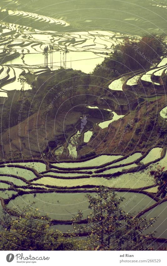 lakes Nature Landscape Earth Water Tree Hill Lake Paddy field Agriculture Yuanyang China Yunnan Moody Symmetry Stairs Colour photo Exterior shot Day Twilight