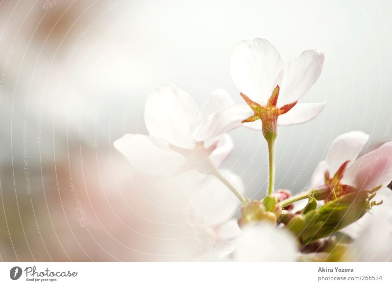 Don't hide behind Nature Spring Blossom Cherry blossom Blossoming Esthetic Green Pink White Spring fever Beginning Emotions Idyll Colour photo Subdued colour