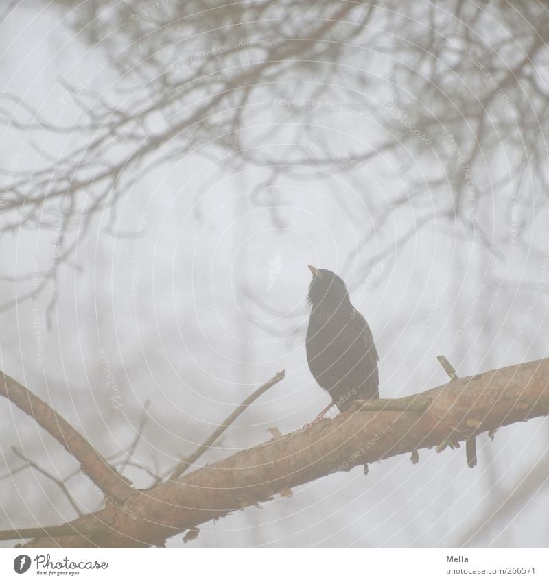 To be a Star Environment Nature Animal Fog Plant Branch Bird Starling 1 Rutting season Crouch Sit Free Natural Gloomy Gray Freedom Sing Chirping Colour photo