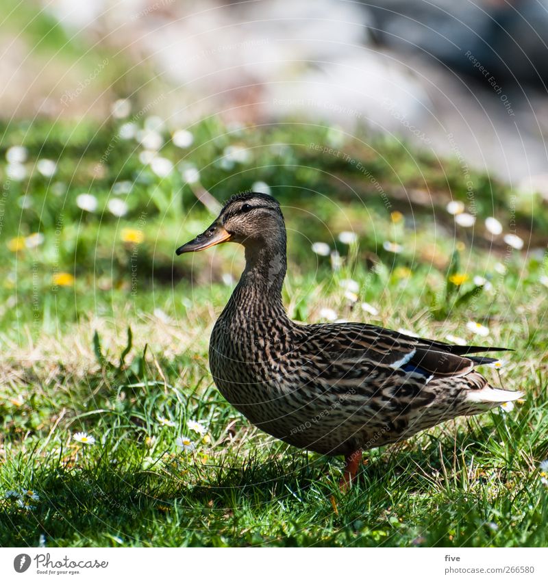 duck Nature Sun Beautiful weather Plant Flower Grass Bushes Foliage plant Garden Park Meadow Animal Duck 1 Looking Stand Curiosity Soft Colour photo