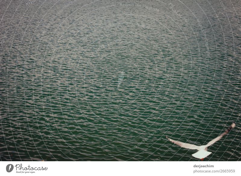 In gliding flight a seagull flies in the upwind over the Pacific.  It can be seen alone in the picture. On the lower right. Otherwise only water is visible. Joy