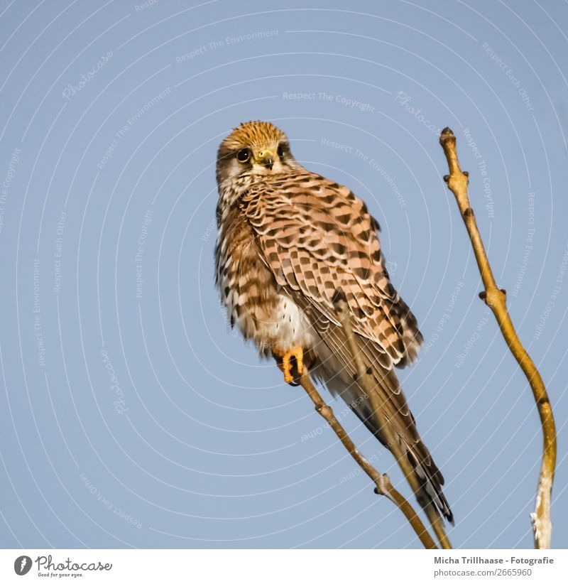 Falcon in tree Environment Nature Animal Sky Sunlight Beautiful weather Tree Wild animal Bird Animal face Wing Claw Bird of prey Beak Feather Eyes 1 Observe