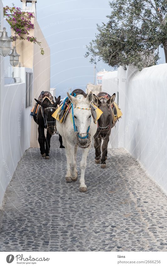 donkey Oia Old town Wall (barrier) Wall (building) Animal Pet Farm animal Donkey 3 Life Effort Colour photo Exterior shot Copy Space top Copy Space bottom Day