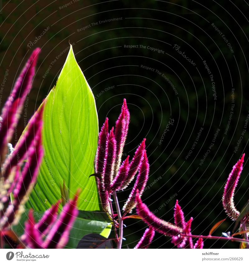 pointed tips Plant Sunlight Bushes Leaf Blossom Foliage plant Green Pink Growth Stretching Point Jacksaw amaranth foxtails Rachis Leaf green Illuminate