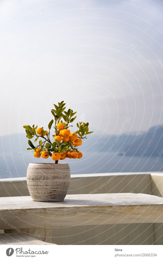 promising Vacation & Travel Sun Ocean Living or residing Sky Beautiful weather Agricultural crop Pot plant Orange tree Mountain Volcano Coast Island Santorini
