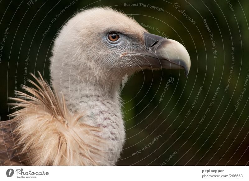 vultures Animal Bird Animal face 1 Baby animal Brown Vulture griffon vulture Day outdoor shot One animal Feather Bird of prey Scavenger Landscape format