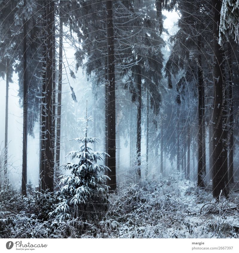 The last Christmas tree in the forest Nature Winter Climate Fog Ice Frost Snow Snowfall Plant Tree Foliage plant Agricultural crop Forest White Coniferous trees