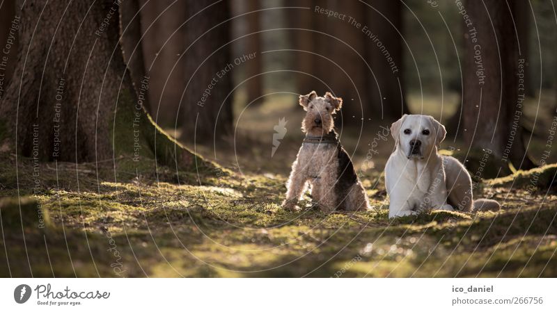 in the forest stands... Lifestyle Environment Nature Sunlight Spring Forest Animal Pet Dog 2 Pack Pair of animals Lie Sit Forest atmosphere Terrier Labrador