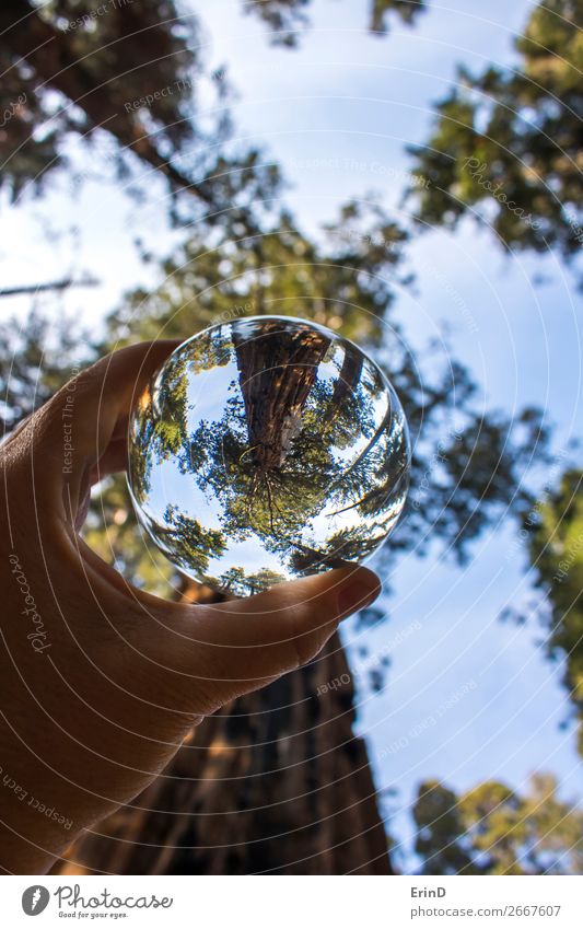 Giant Sequoia Redwood Trees Captured in Glass Ball Design Beautiful Relaxation Vacation & Travel Mountain Environment Nature Landscape Forest Sphere Globe