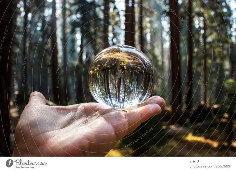 Giant Redwood Sequoia Tree Forest in Glass Ball Design Beautiful Relaxation Vacation & Travel Mountain Hand Environment Nature Landscape Sphere Globe Growth