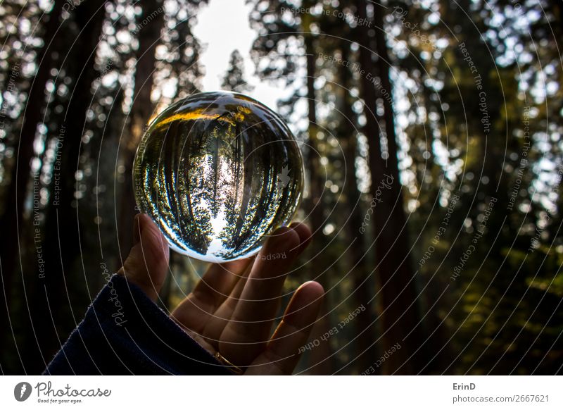 Redwood Forest Captured in Glass Ball Reflection Beautiful Relaxation Calm Vacation & Travel Tourism Mountain Environment Nature Landscape Tree Meadow Sphere
