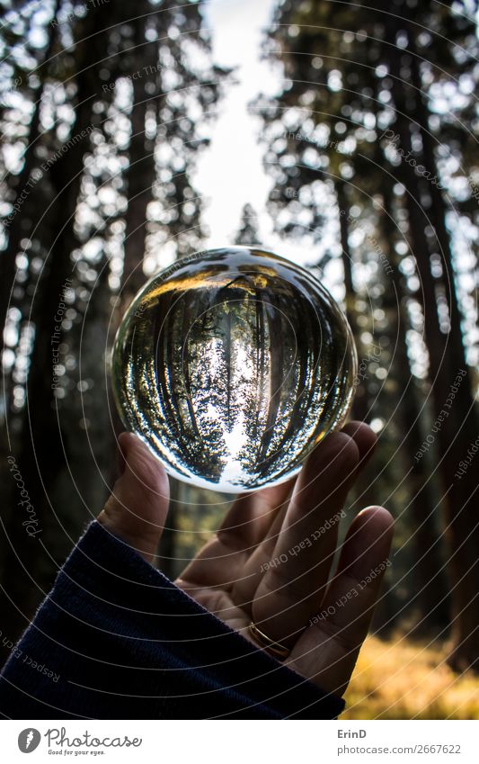 Tall Forest Trees in Glass Ball Reflection Beautiful Relaxation Calm Vacation & Travel Tourism Mountain Environment Nature Landscape Meadow Sphere Globe Breathe