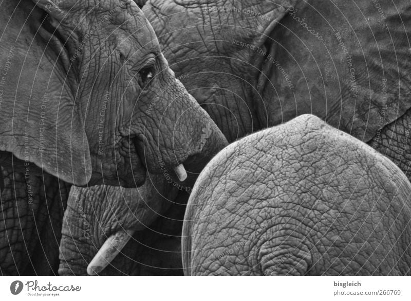Thick skins IV Animal Wild animal Zoo Elephant Elephant skin Tusk Elefantears 3 Gray Calm Contentment Black & white photo Exterior shot Deserted Day