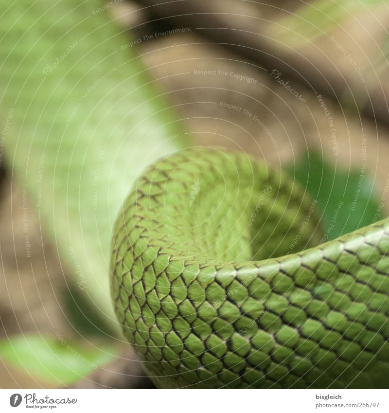 snake Animal Snake 1 Green Snake skin Wiggly line Scales Colour photo Deserted Shallow depth of field
