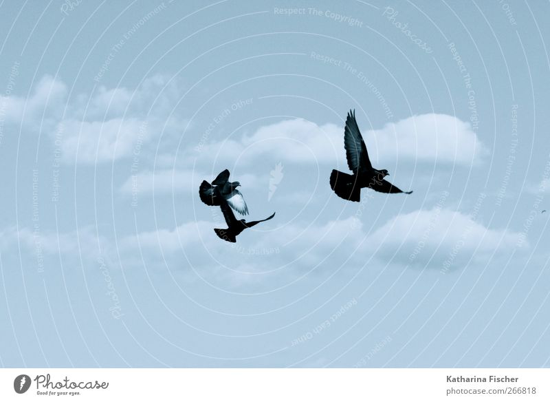 Fly birds fly Nature Elements Air Sky Clouds Spring Summer Autumn Winter Animal Bird Pigeon 3 Group of animals Flying Blue Black White flying hour Freedom Hue