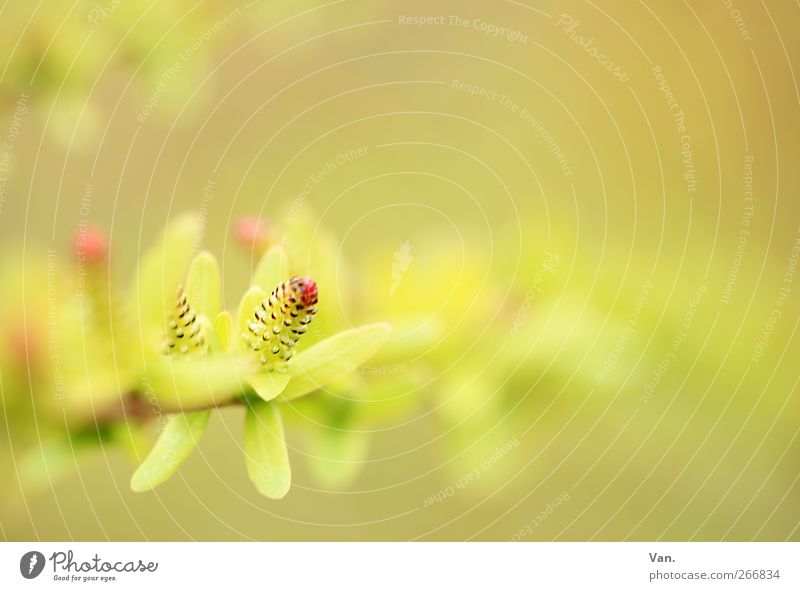 light Nature Plant Spring Bushes Leaf Twig Bud Garden Fresh Bright Beautiful Warmth Soft Yellow Green Red Colour photo Subdued colour Exterior shot Detail