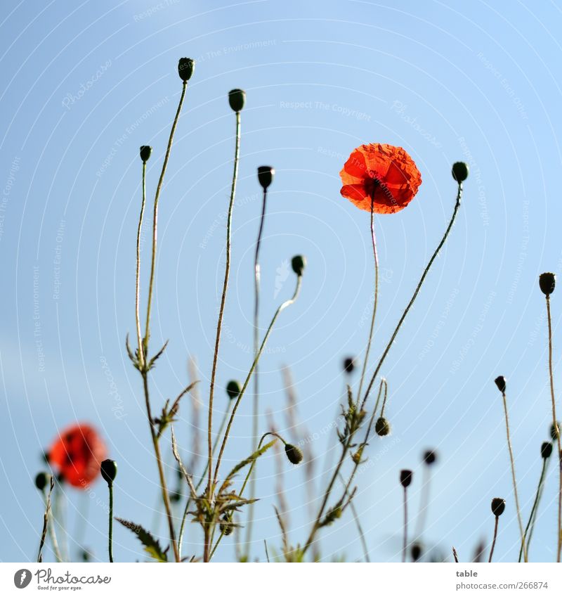 papoila Environment Nature Landscape Plant Sky Cloudless sky Spring Summer Beautiful weather Flower Leaf Blossom Wild plant Poppy Meadow Illuminate Growth Fresh