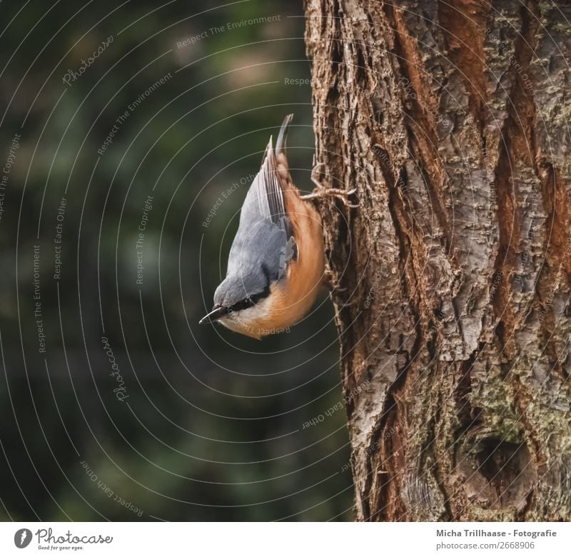 Nuthatch upside down on tree trunk Environment Nature Animal Sunlight Beautiful weather Tree Wild animal Bird Animal face Wing Claw Eurasian nuthatch Feather