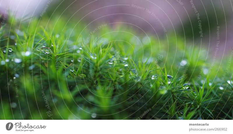 moss pearls Environment Nature Plant Sunrise Sunset Bad weather Grass Moss Foliage plant Wild plant Authentic Fresh Wet Green Violet White Colour photo