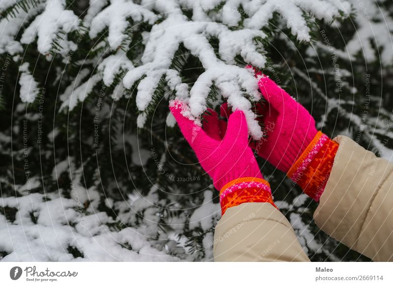 Red gloves Cedar Feasts & Celebrations Christmas & Advent Cold December Fir tree Forest Frost Girl Gloves Green Knitted Nature Natural New Exterior shot