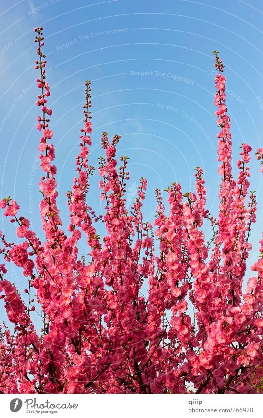 Flowering Sakura shoots Beautiful Life Decoration Culture Nature Plant Sky Spring Beautiful weather Tree Blossom Park Blossoming Growth Fresh Bright Many Blue