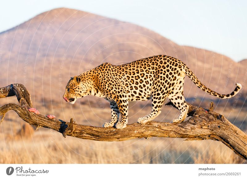 Leopard #14 Meat Tourism Safari Mountain Climbing Mountaineering Nature Landscape Animal Tree Grass Desert Wild animal To feed Dangerous Vacation & Travel