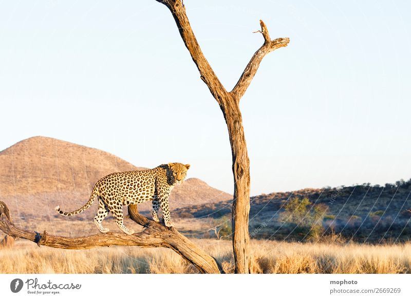 Leopard #16 Tourism Safari Mountain Climbing Mountaineering Nature Landscape Animal Tree Grass Desert Wild animal Dangerous Adventure Vacation & Travel Africa