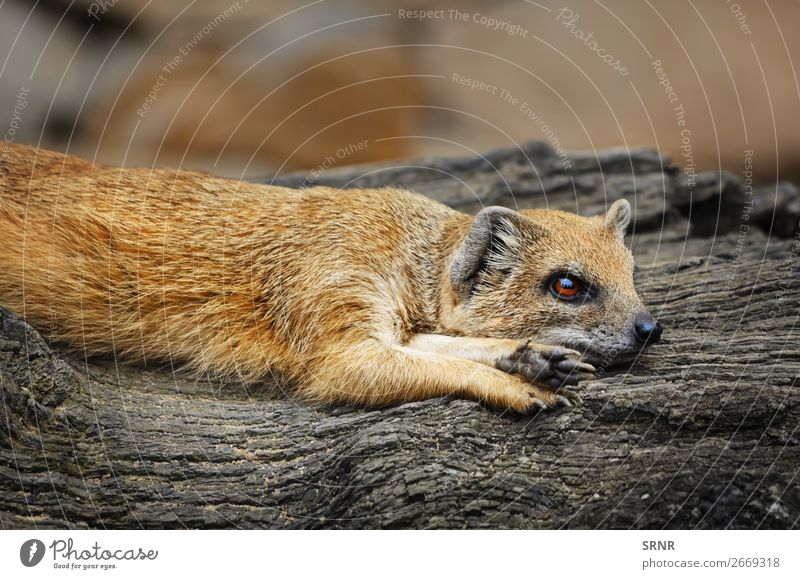 Mongoose Zoo Nature Animal Tree Wild Yellow Red animals Carnivore common mongoose fauna Lie (Untruth) Mammal vertebrate wildlife wood Exterior shot