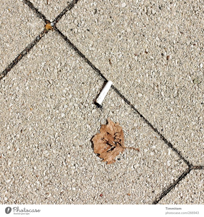Karl is waiting. Heidelberg Paving tiles Seam Cigarette Butt Leaf Stone Smoking Stand Wait Simple Gray White Emotions Patient Calm Town Line Sidewalk