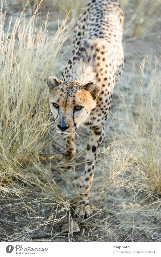 Cheetah #1 Tourism Safari Nature Animal Grass Desert Wild animal Animal face Vacation & Travel Africa Namibia Big cat arid Grassland Cat portrait