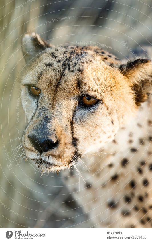 Cheetah #2 Face Tourism Safari Nature Animal Grass Desert Wild animal Animal face Vacation & Travel Africa Namibia Big cat arid eyes Grassland Cat Head portrait