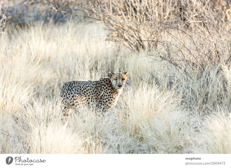 Cheetah #3 Tourism Safari Nature Animal Grass Desert Wild animal Animal face Vacation & Travel Africa Namibia Big cat arid disguised Grassland Cat portrait