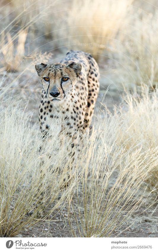 Cheetah #4 Tourism Safari Nature Animal Grass Desert Wild animal Animal face Vacation & Travel Africa Namibia Big cat arid disguised Grassland Cat portrait