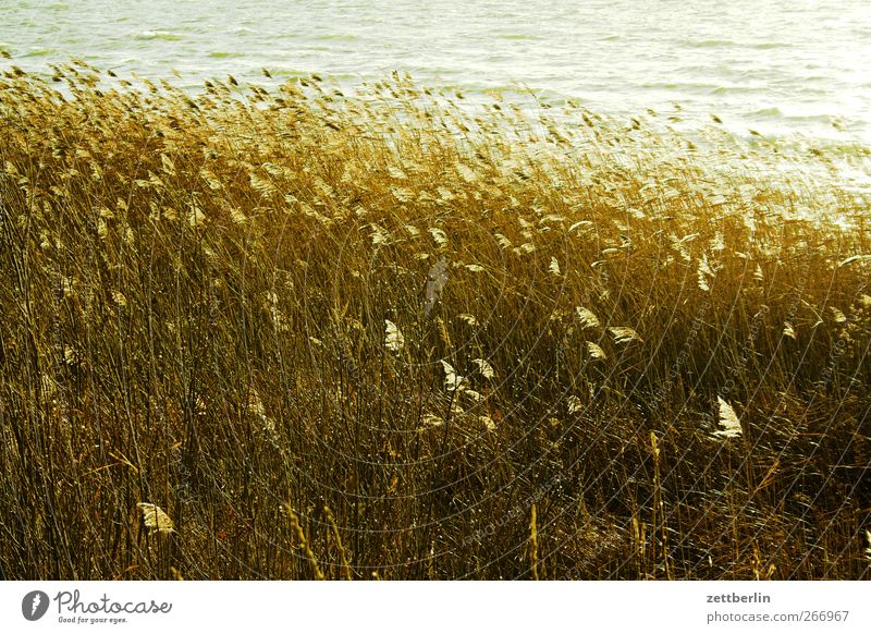 Müritz again Lake Coast Lakeside Common Reed Marsh grass Brandenburg Waves Wind Nature Landscape Autumn Winter Trip Holiday season Environment Sun Weather