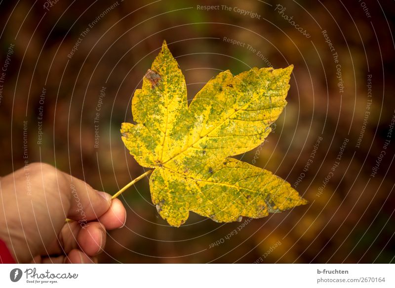 autumn leaf Man Adults Hand Fingers Environment Nature Autumn Plant Leaf Forest Select To hold on Yellow Belief Religion and faith Moody Transience