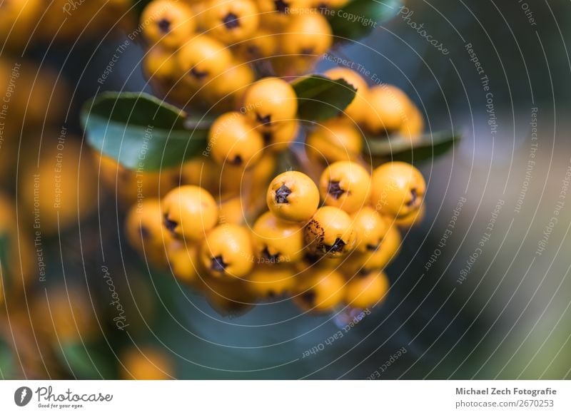 Beautiful yellow colors in a macro berries shot, Fruit Dessert Nutrition Eating Garden Decoration Group Nature Plant Autumn Leaf Fresh Delicious Blue Yellow