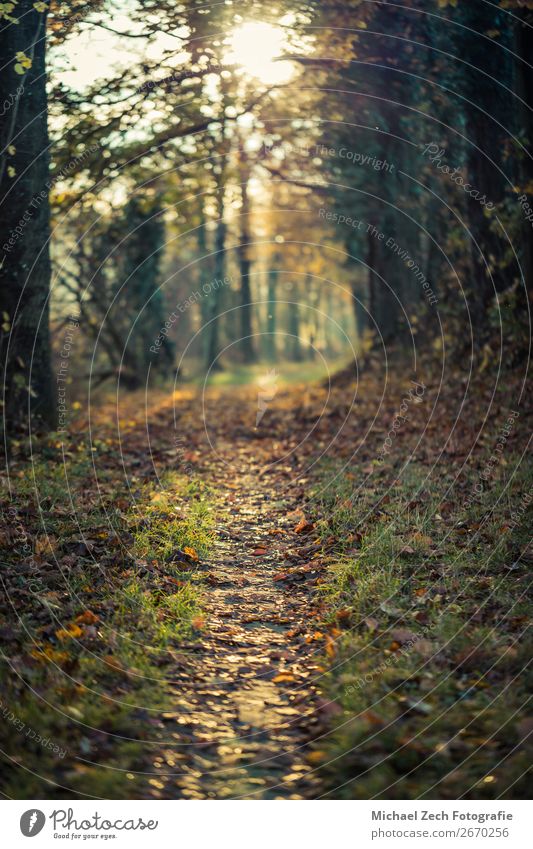 Path with colorful trees, sun is shining trough it in autumn Life Harmonious Vacation & Travel Sun Nature Landscape Plant Earth Autumn Weather Tree Flower Leaf