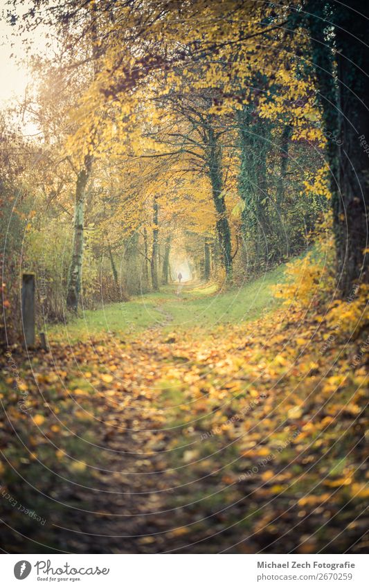 Path with colorful trees, sun is shining trough it in autumn Life Harmonious Vacation & Travel Sun Nature Landscape Plant Earth Autumn Weather Tree Flower Leaf