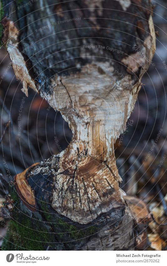 Macro shot of a large tree, chewed by beavers in autumn Eating Saw Teeth Environment Nature Landscape Animal Autumn Tree Forest Build Wild Brown Disaster