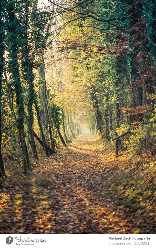 Path with colorful trees, sun is shining trough it in autumn Life Harmonious Vacation & Travel Sun Nature Landscape Plant Earth Autumn Weather Tree Flower Leaf