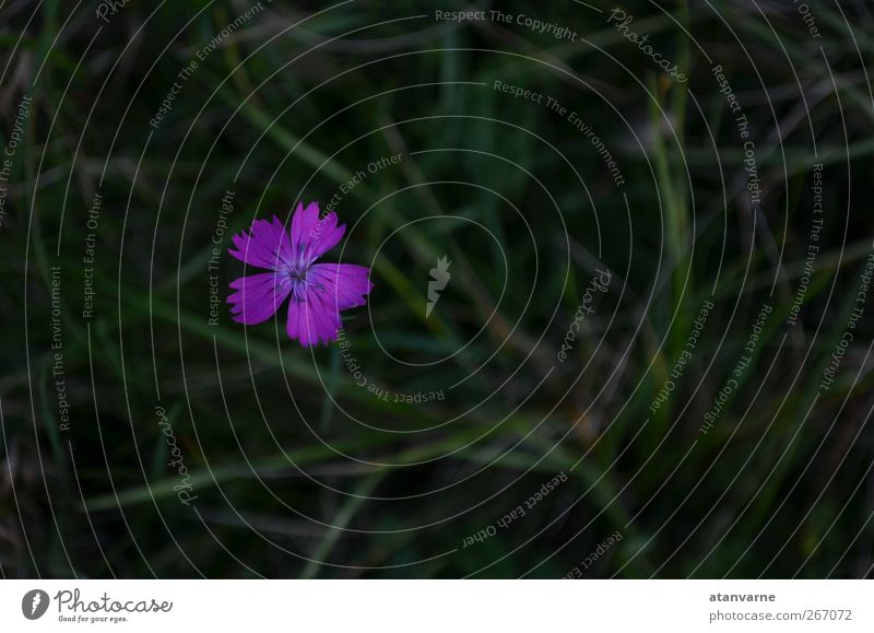 Carthusian carnation Nature Plant Flower Blossom Wild plant Meadow Serene Calm Exterior shot Close-up Deserted