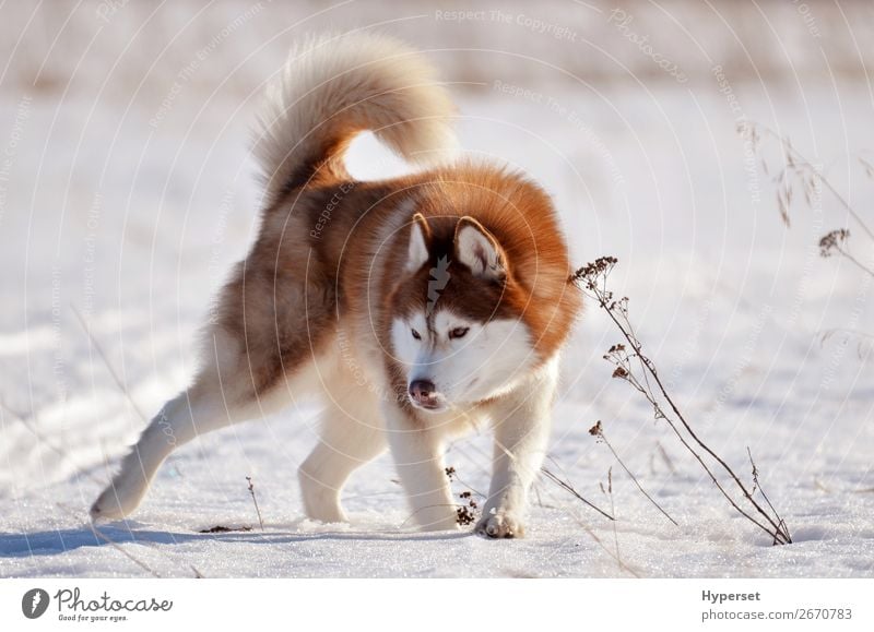 Red dog husky standing in snow field in aggressive pose Joy Happy Beautiful Face Winter Snow Sports Nature Animal Fur coat Pet Dog Aggression Cute Brown White