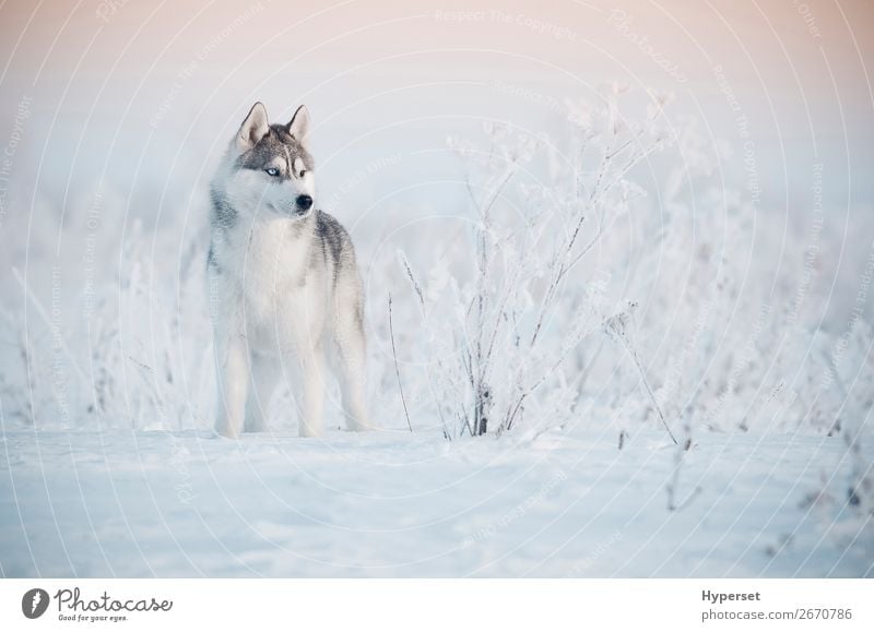 Siberian husky winter Beautiful Winter Snow Nature Landscape Animal Sky Grass Forest Fur coat Pet Dog Stand Cute Blue White young Dusk The Arctic North hoar