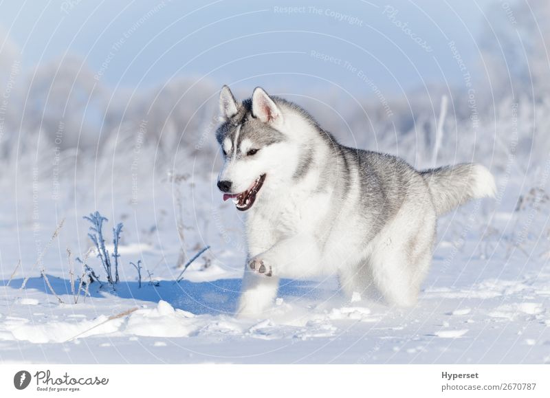 Nothern sledding husky dog running in winter snow Joy Happy Beautiful Face Winter Snow Sports Nature Animal Sky Grass Fur coat Pet Dog Cute White Emotions Husky